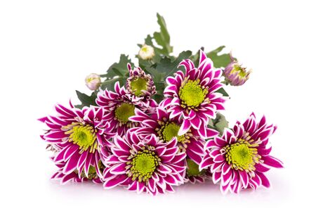 bouquet of colorful flowers isolatedの写真素材