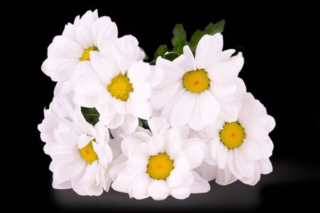 white daisy isolated on a black backgroundの写真素材