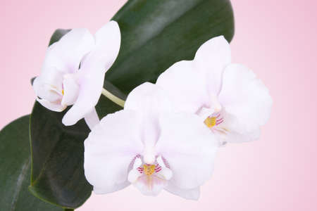 white orchid on a pink backgroundの写真素材