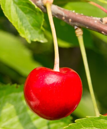red cherries on a branch with leavesの写真素材