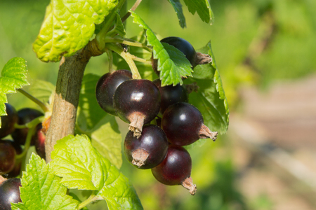 ripe blackcurrant bushの写真素材