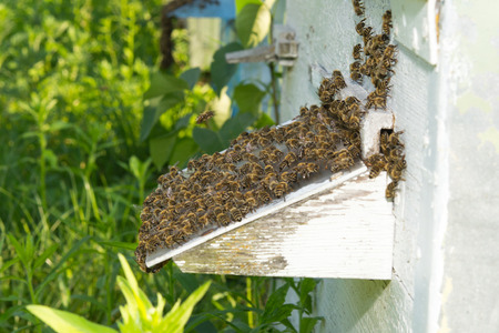 bees near a beehiveの写真素材
