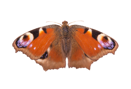orange butterfly on a white backgroundの写真素材