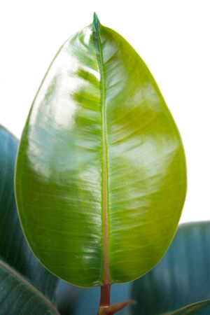 one young leaf of ficusの写真素材