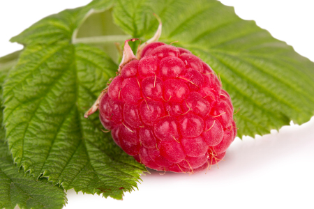 one ripe raspberries with leavesの写真素材