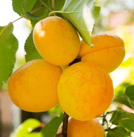 ripe yellow apricots on the branchの写真素材
