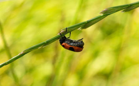 ladybug hanging on a blade closeup