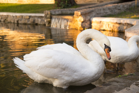 beautiful white swans in a pondの写真素材