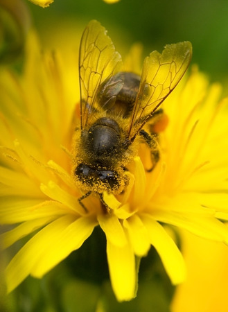 macro bee on a yellow flowerの写真素材