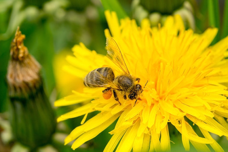one bee on a dandelionの写真素材