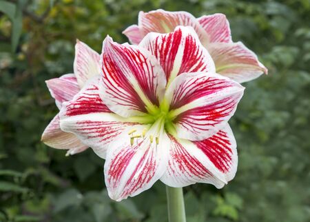large red and white Lily on a green backgroundの写真素材
