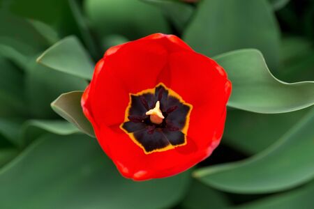 bright red tulip shot from above on green backgroundの写真素材