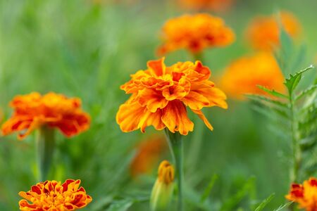 Lawn with bright marigolds close upの写真素材