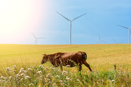 Brown cow on the field and eco power, wind turbinesの写真素材