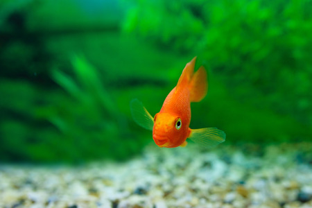 Red Blood Parrot Cichlid in aquarium plant green background. Funny orange colourful fish - hobby conceptの写真素材