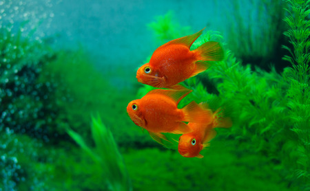 Red Blood Parrot Cichlid in aquarium plant green background. Funny orange colourful fish - hobby conceptの写真素材