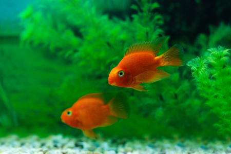 Red Blood Parrot Cichlid in aquarium plant green background. Goldfish, funny orange colorful fish - hobby conceptの写真素材