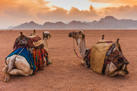 Two camels are in the Sinai Desert, Sharm el Sheikh, Sinai Peninsula, Egypt. Orange beautiful sunset above mountainsの写真素材