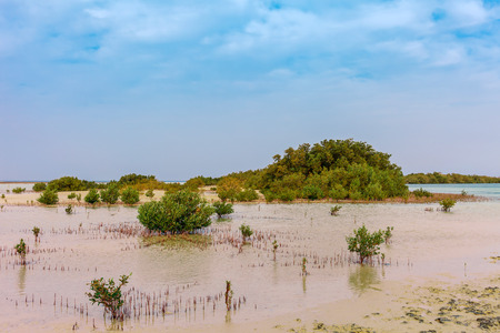 Red Sea coast and mangroves in the Ras Mohammed National Park. Famous travel destionation in desert. Sharm el Sheik, Sinai Peninsula, Egypt.の写真素材