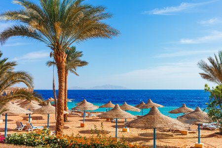 Sunny resort beach with palm tree at the coast shore of Red Sea in Sharm el Sheikh, Sinai, Egypt, Asia in summer hot. Bright sunny lightの写真素材