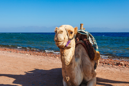 Camel at the coast of Red Sea in Dahab, Sinai, Egypt, Asia in summer hot. Famous tourist destination near of Sharm el Sheikh. Bright sunny lightの写真素材