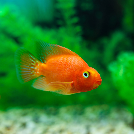 Red Blood Parrot Cichlid in aquarium plant green background. Goldfish, funny orange colorful fish - hobby conceptの写真素材