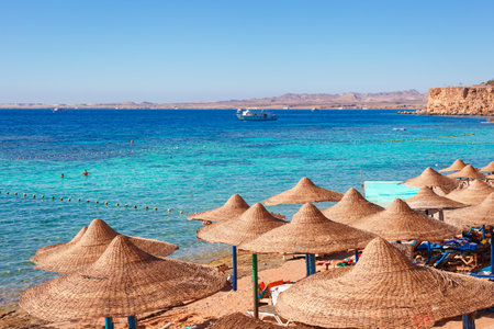 Sunny resort beach with palm tree at the coast of Red Sea in Sharm el Sheikh, Sinai, Egypt, Asia in summer hot. Oral reef and crystal clear water. Famous tourist destination diving and snorkelingの写真素材