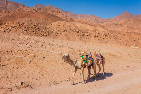 Camel at the coast of Red Sea in Dahab, Sinai, Egypt, Asia in summer hot. Famous tourist destination near Sharm el Sheikh. bright sunny lightの写真素材