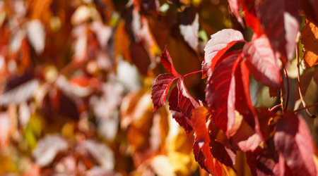 Autumn leaves of wild grapes (Parthenocissus quinquefolia)