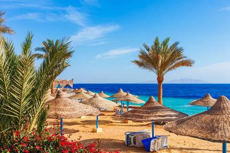 Sunny resort beach with palm tree at the coast shore of Red Sea in Sharm el Sheikh, Sinai, Egypt, Asia in summer hot. bright sunny lightの写真素材