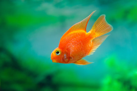 Red Blood Parrot Cichlid in aquarium plant green background. Goldfish, funny orange colorful fish - hobby conceptの写真素材