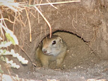 The large gopher sits in a hole and looks forward
