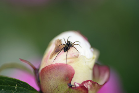 Summer beauty of nature! Plants and insects.