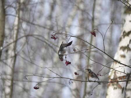 Winter forest. Birds pecking berries.の写真素材