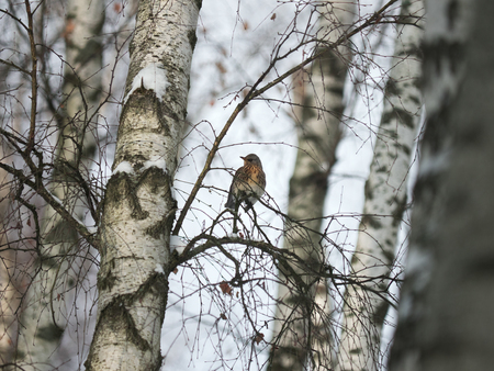 Winter forest. Birds pecking berries.