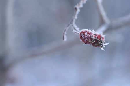 Red Rowan under the snow on a frosty day.の写真素材