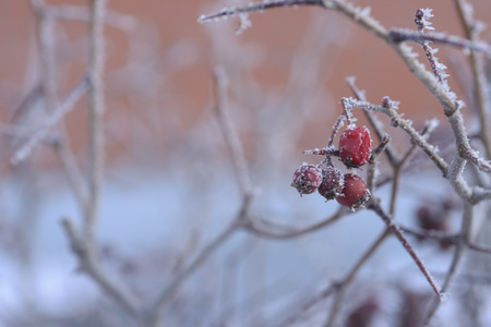 Red Rowan under the snow on a frosty day.の写真素材