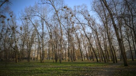 Tree disease - Mistletoe.の写真素材