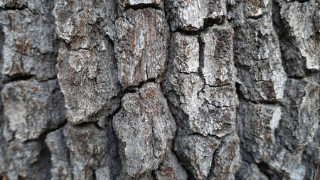 Tree Bark