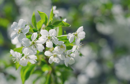 Inflorescence of white flowers on a green background. Spring warm day.の写真素材