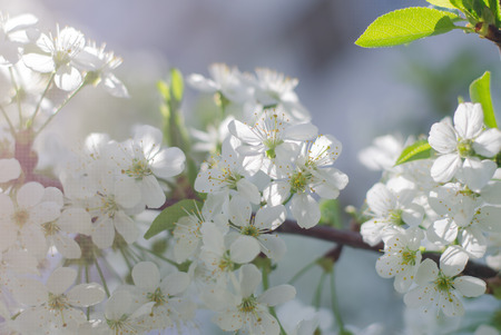 Inflorescence of white flowers on a green background. Spring warm day.