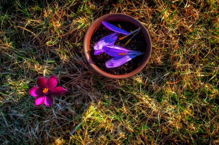 Clay pot with flowery black tea with saffron petals on a spring meadow with violet flowers. Top of view.の写真素材