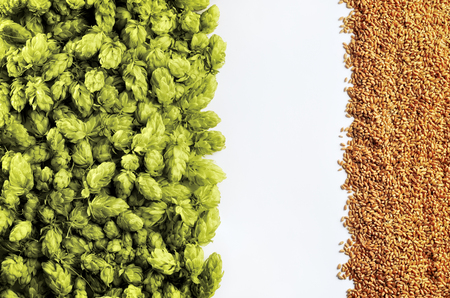 Beer template with hops and wheat on white background. Top of the view. Mockup  ready for your design.の写真素材