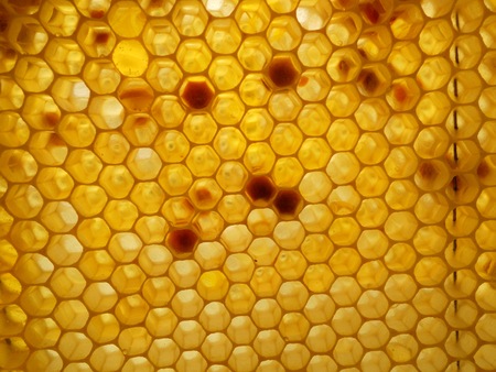 honey and honeycombsの写真素材