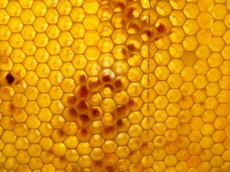 honey and honeycombの写真素材