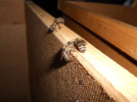 beesの写真素材