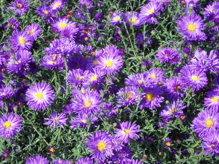 purple flowersの写真素材