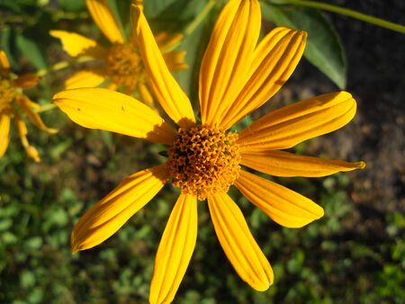 yellow flowerの写真素材