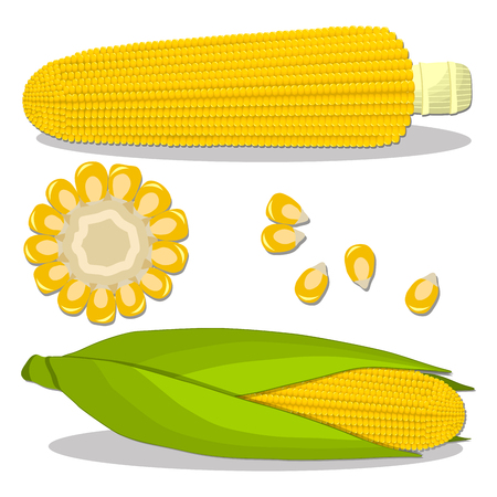 Vector illustration logo for whole ripe vegetable yellow corn, with green stem leaf, cut sliced.Corn drawing pattern consisting of tag label bow, peel grain, pip ripe sweet maize.Eat fresh corns health.のイラスト素材