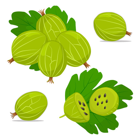 Vector illustration logo for whole ripe fruit gooseberry with green stem leaf, cut half, background.Gooseberry drawing consisting of tag label, natural sweet food.Eat fresh organic fruits gooseberries.のイラスト素材